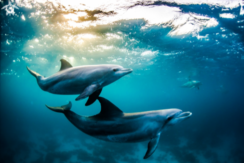 A Bottlenose dolphins