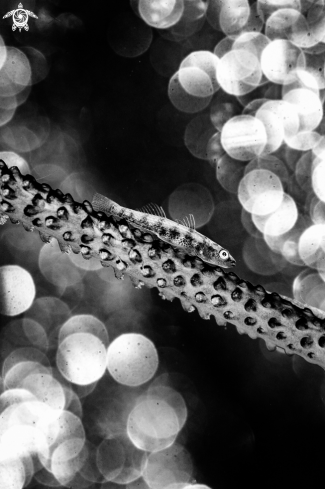 A Whip Coral Goby