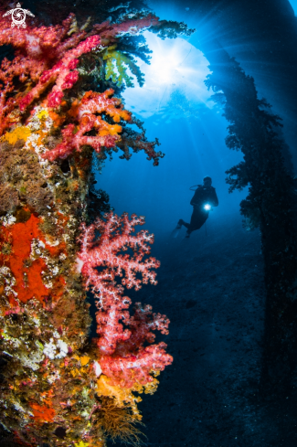 A Diver and soft corals