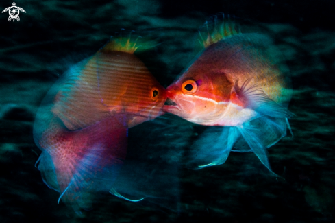 A Anthias