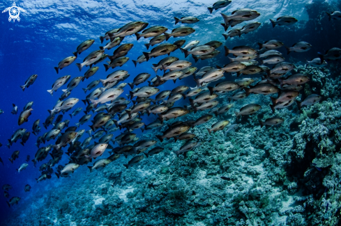 A Red Sea Snapper