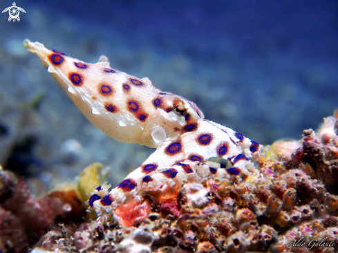 A Blue Ring Octopus