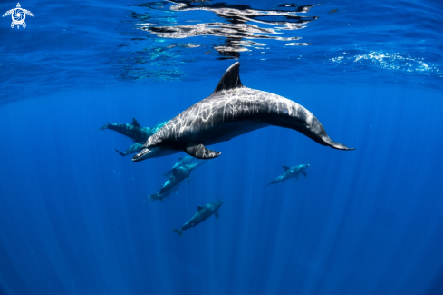 A Bottlenose Dolphin