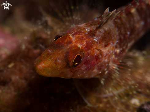 A Pesce Peperoncino