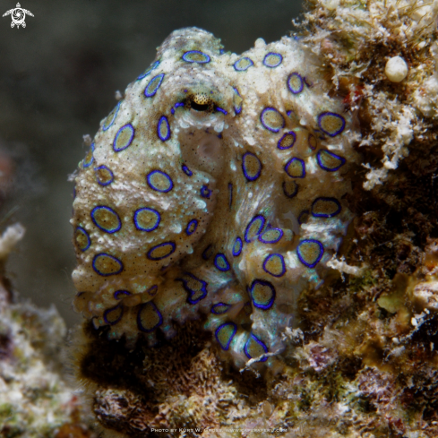 A Blue ring Octopus