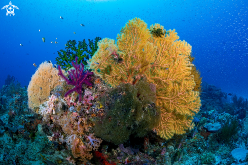 A Gorgonian