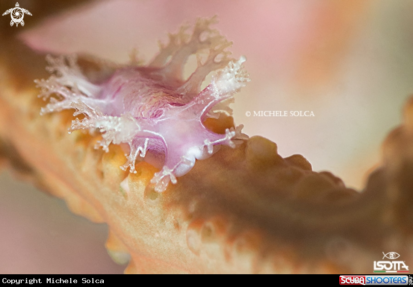 A Marionia blainvillea su Leptogorgia sarmentosa