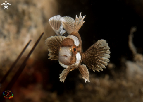 A Harlequin sweetlip - juvenile  