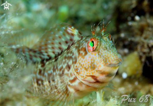 A Lipophrys canevae