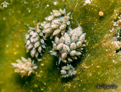 A Costasiella Sp. | Nudibranch