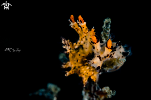 A Dendronotus Regius | Nudibranch