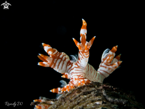 A Bornella cf. Adamsii | Nudibranch