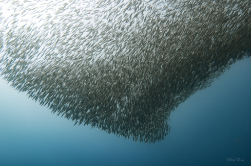 A Sardina | Sardine