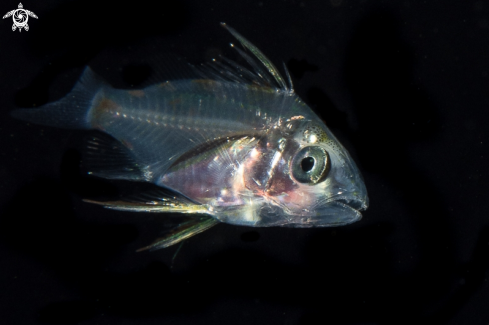 A Juvenile jackfish.