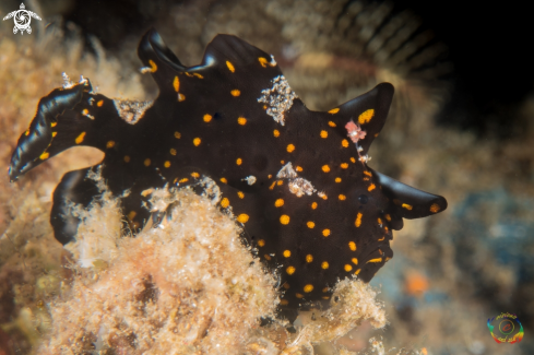 A Painted frogfish juvenile 