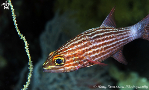 A Tiger cardinalfish