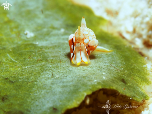 A Siphopteron sp. | Nudibranch