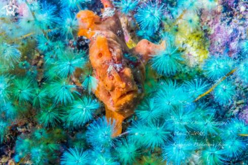 A Painted frogfish and the colony of beautiful brown algae 