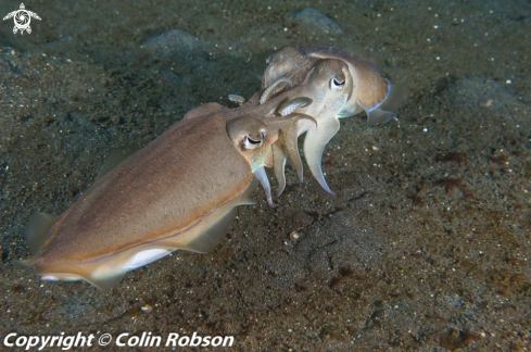 A cattel fish