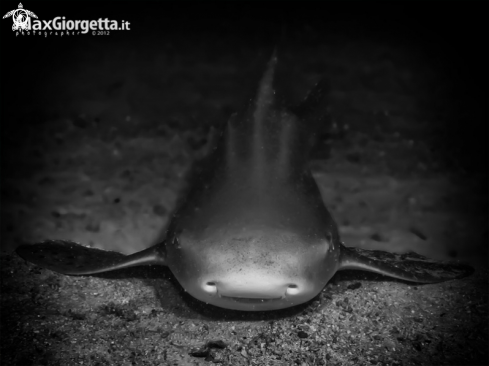 A leopard shark