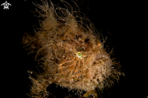 A Antennarius striatus | Hairy frogfish