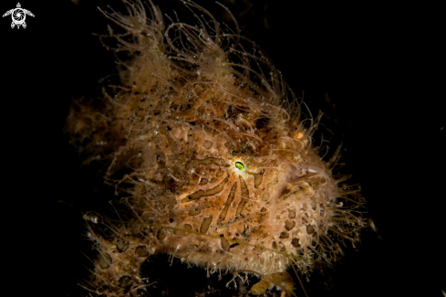 A Hairy frogfish