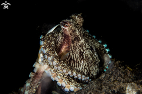 A Coconut octopus