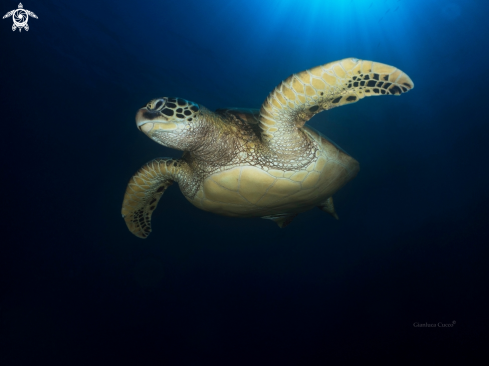 A Green turtle