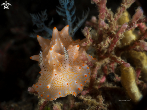 A Halgerda batangas | Halgerda Nudibranch