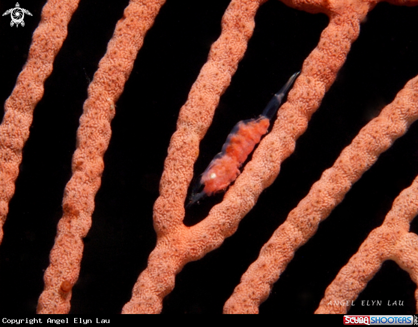 A Gorgonian Shrimp