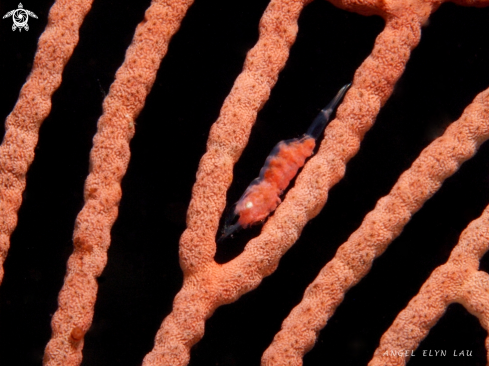 A Hamodactylus boschmai | Gorgonian Shrimp