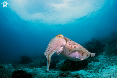 A Sepiidi | Cuttlefish
