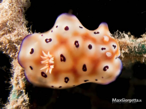 A nudibranch