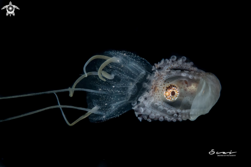 A Paper Nautilus