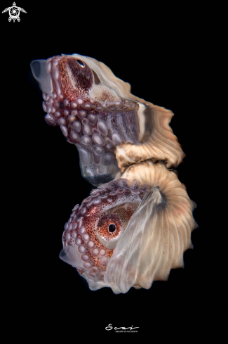 A Paper Nautilus