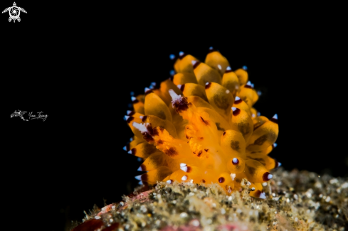 A Janolus sp | Nudibranch