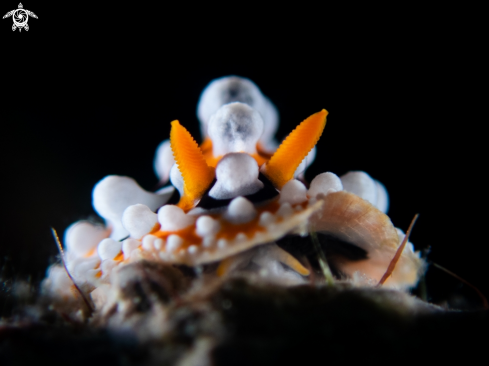 A Phyllidia ocellata | nudibranch