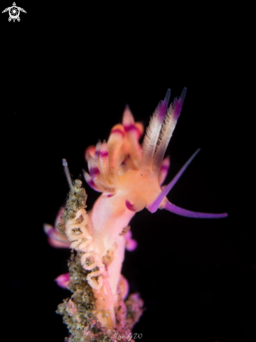 A Coryphellina rubrolineata | Nudibranch