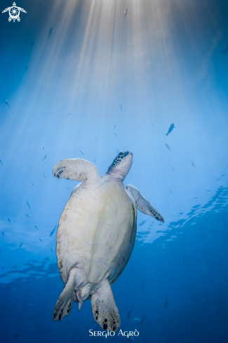 A Chelonia mydas | Turtle