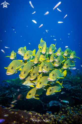 A Plectorhinchus polytaenia | Sweet lips