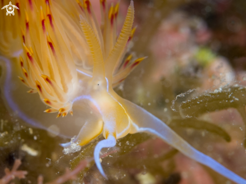 A Dondice banyulensis | Nudibranch