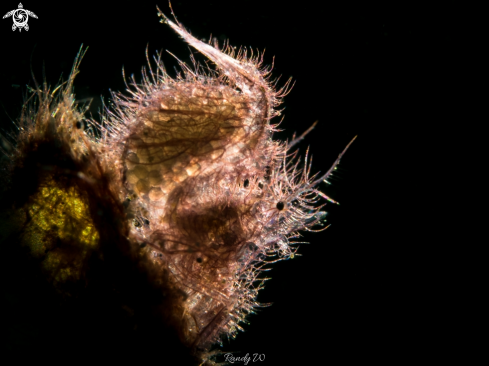 A Phycocaris simulans | Hairy Shrimp