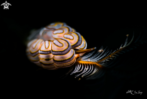 A Nudibranch