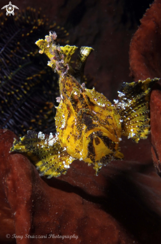 A Leaf scorpionfish