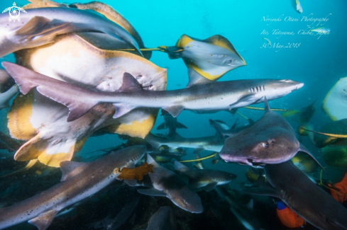 A Triakis scyllium ＆ Dasyatis akajei | Banded houndshark and Stingray 