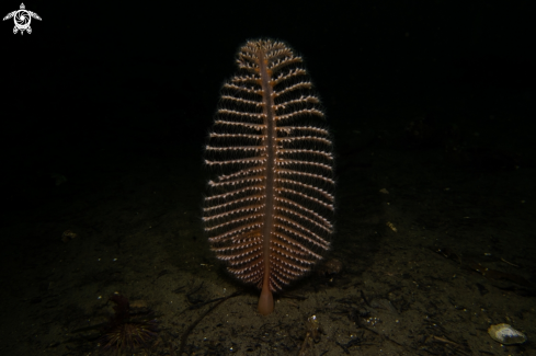 A Pennatula phosphorea | Phosphorescent Sea Pen