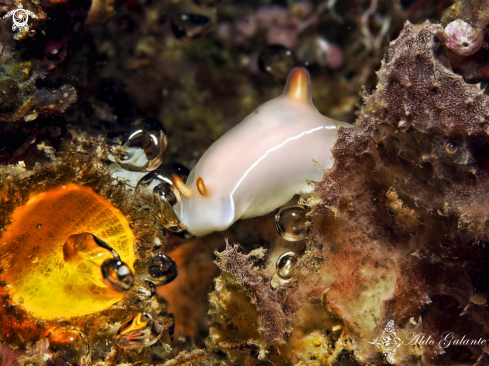 A Hypselodoris bullockii (Collingwood, 1881) | Nudibranch Chromodoris