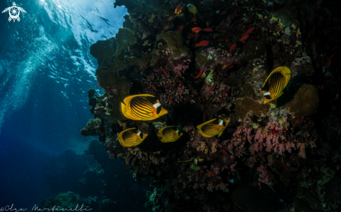 A Diagonal Butterflyfish