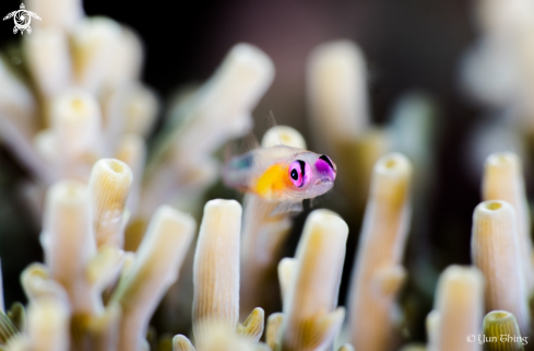 A Pink eye goby | Fish