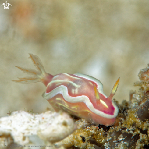 A Ceratosome sp. | Nudibranche